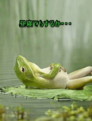 カエルの昼寝.jpg
