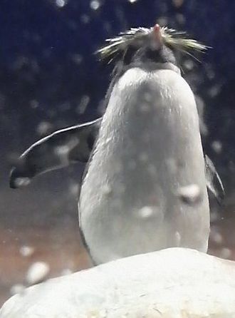 ペンギン.jpg