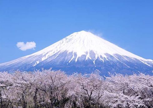 富士山とさくら.jpg